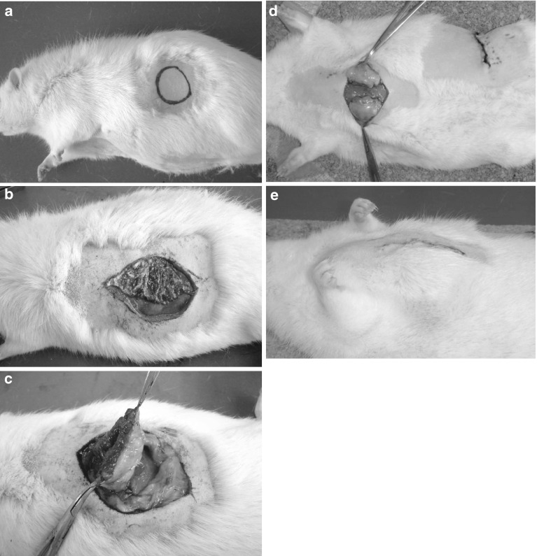 Fig. 1