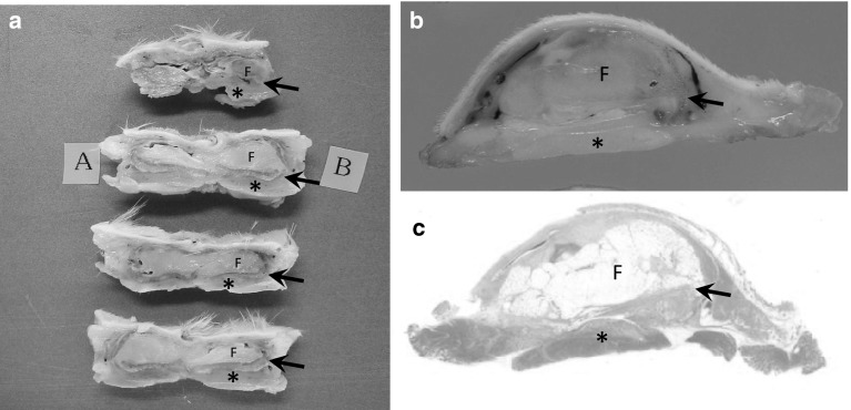 Fig. 2