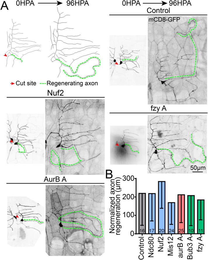 FIGURE 3: