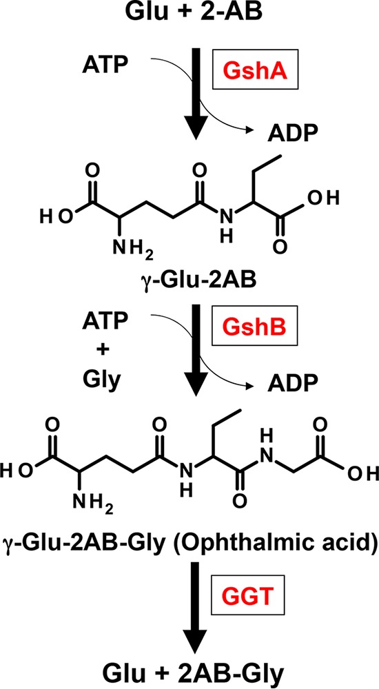 FIG 1