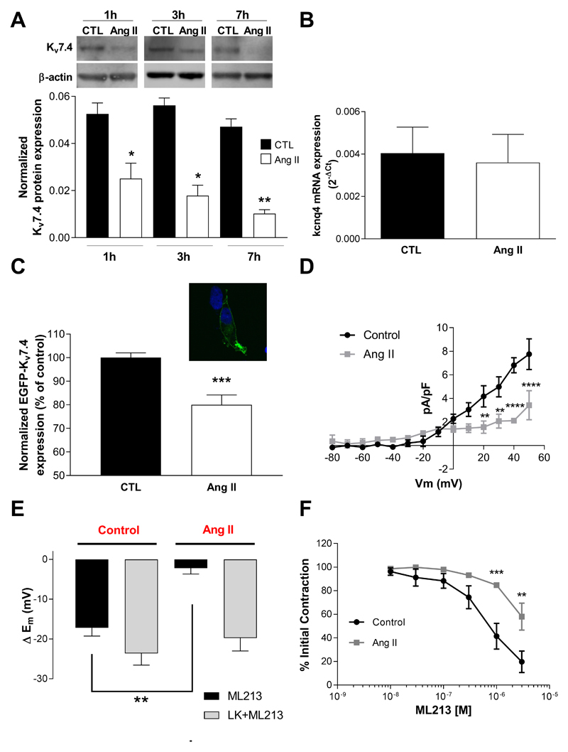 Angiotensin ii promotes kv7 4 channels degradation through reduced