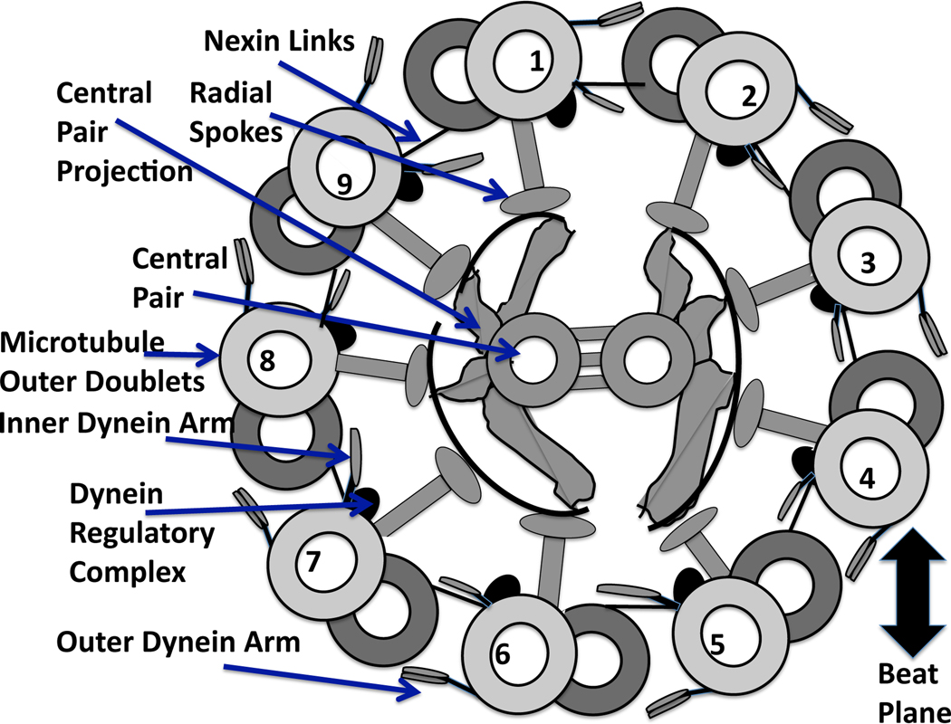 Fig. 1