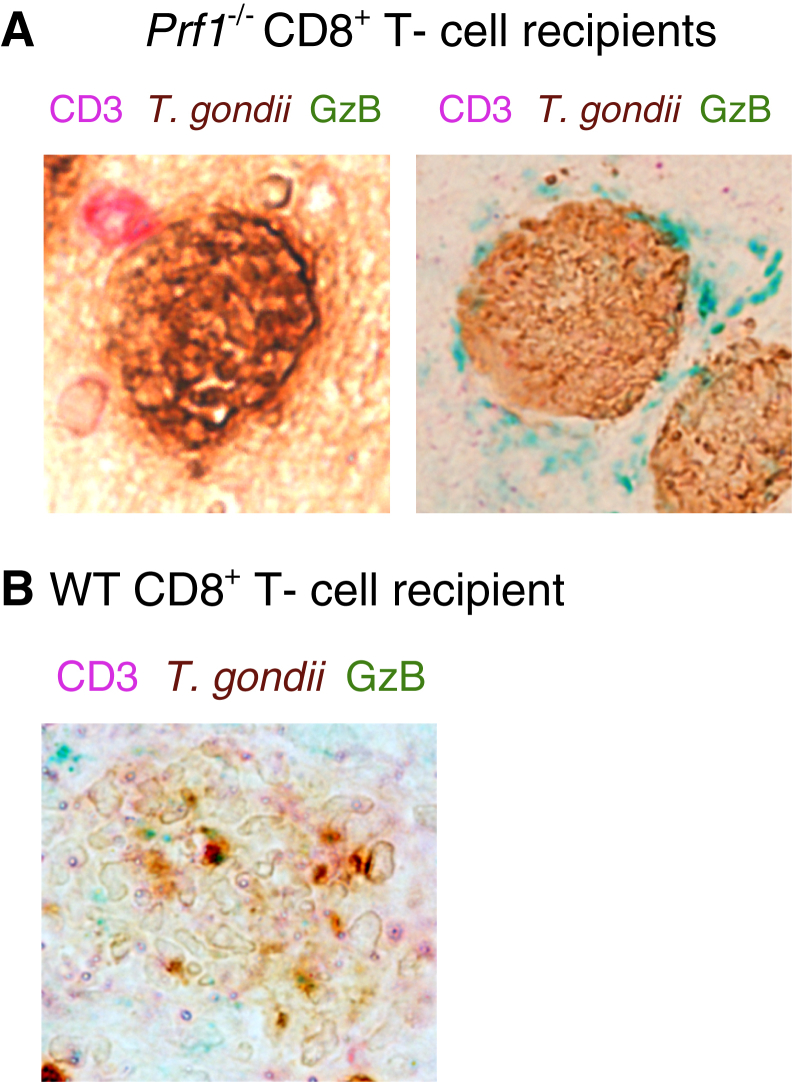 Figure 6