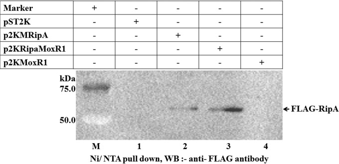 FIG 3 