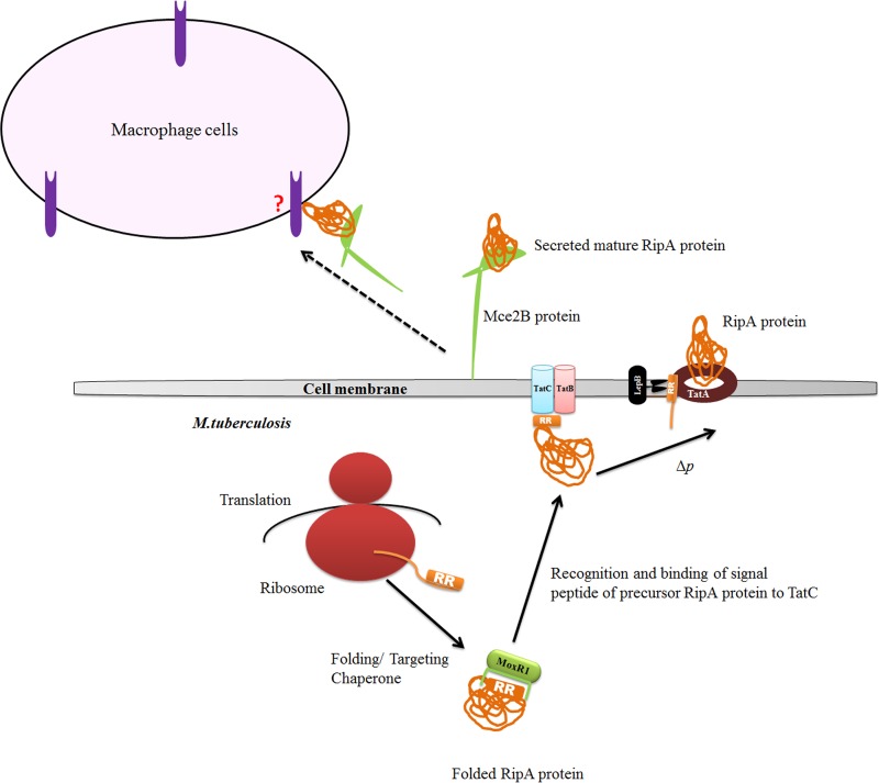 FIG 10 