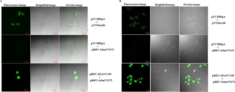 FIG 2 