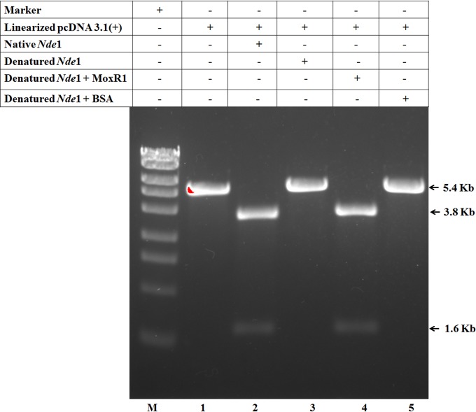 FIG 6 