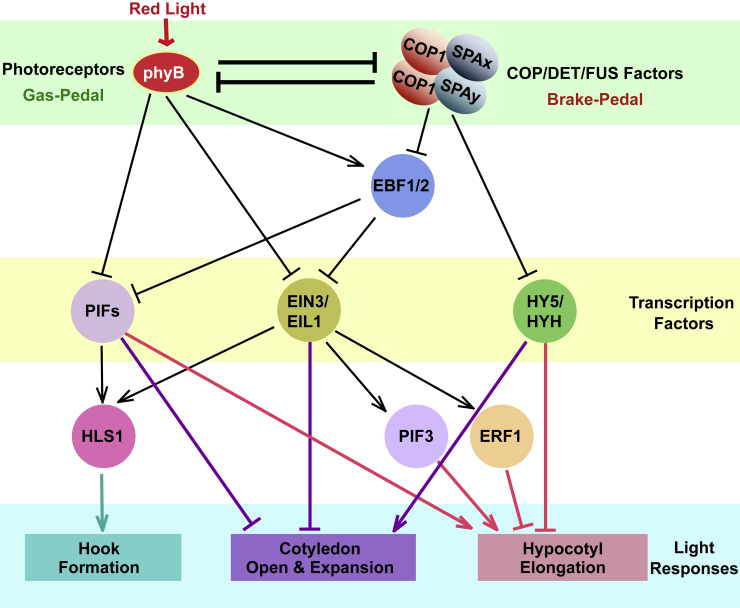 Figure 4