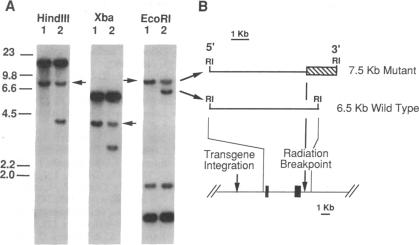 graphic file with name pnas01032-0217-a.jpg