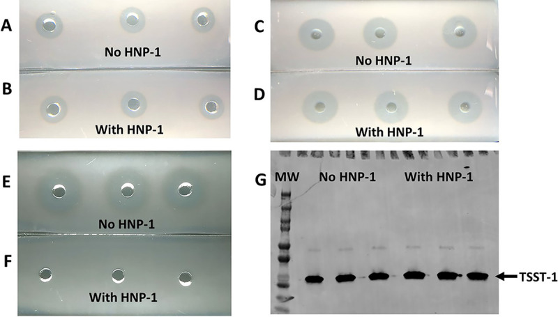 FIG 2