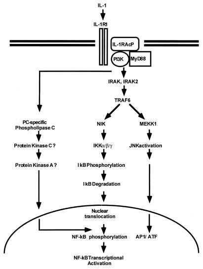 FIG. 1