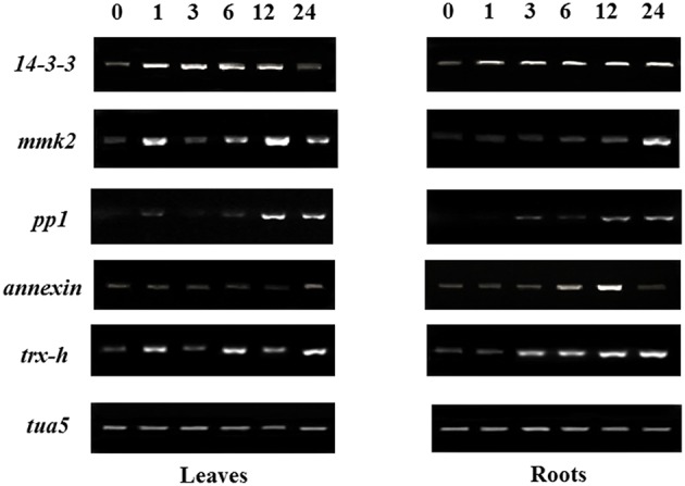 Figure 6