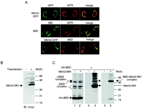 FIG. 4.