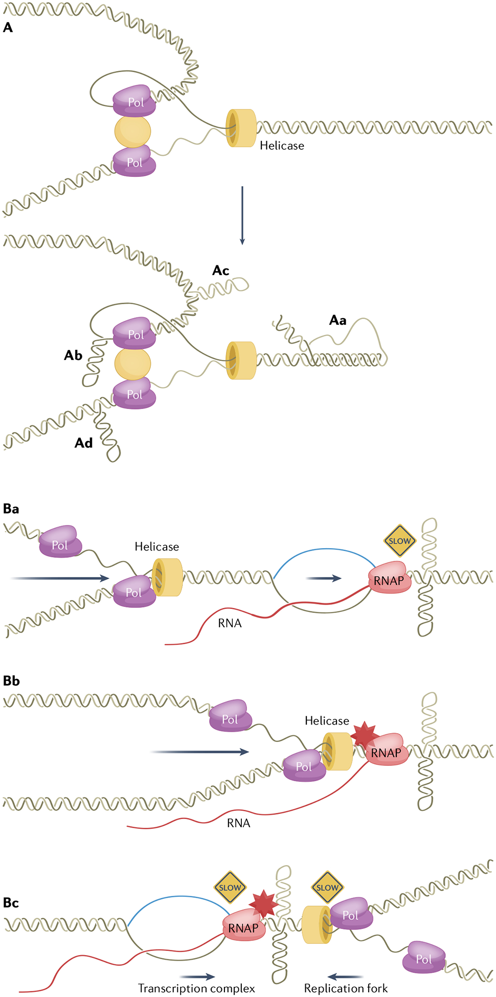 Fig. 4 |