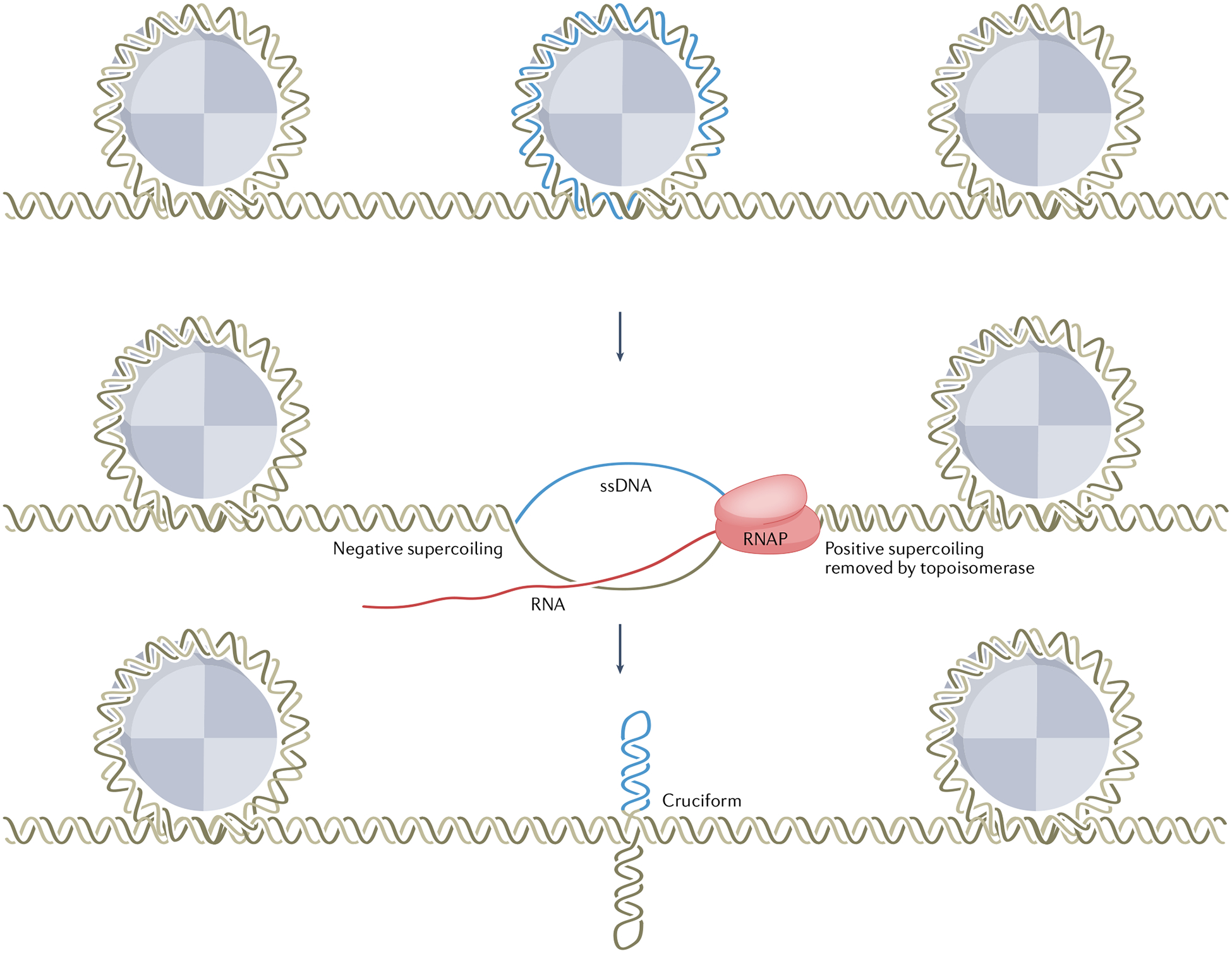 Fig. 2 |