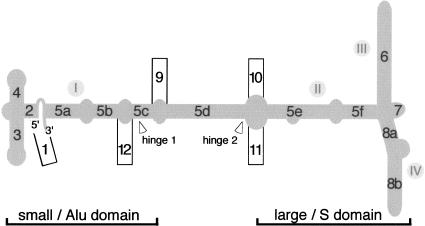 FIGURE 1.