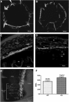 <b>FIG. 2.</b>
