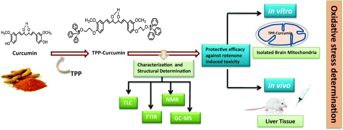 Graphical abstract