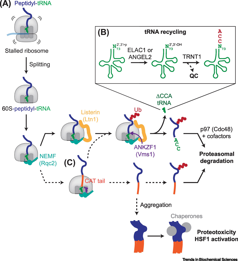 Figure 4 |