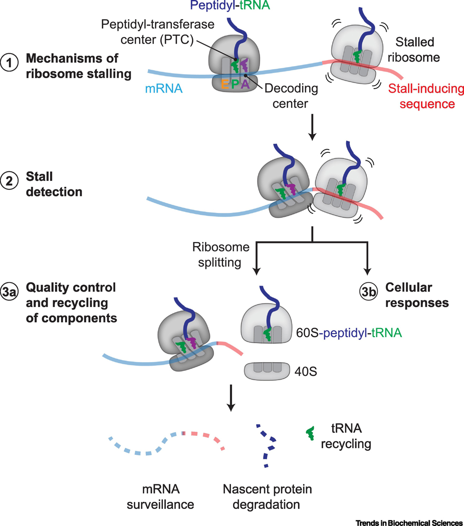 Figure 1 |