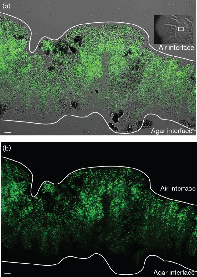 Fig. 6. 