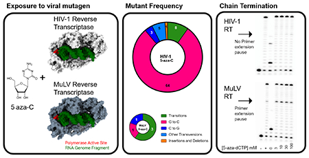 graphic file with name nihms-1727847-f0010.jpg