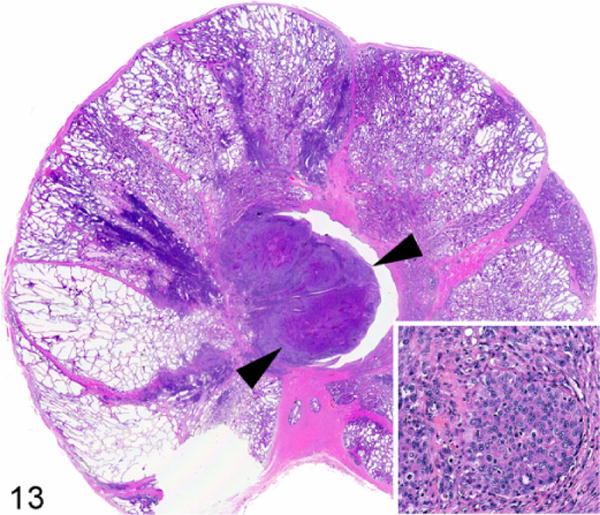 Figure 13