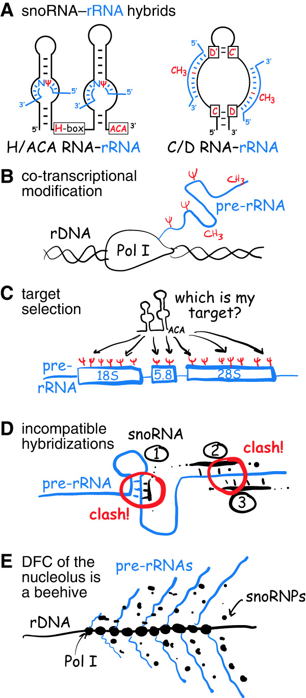 FIGURE 1.