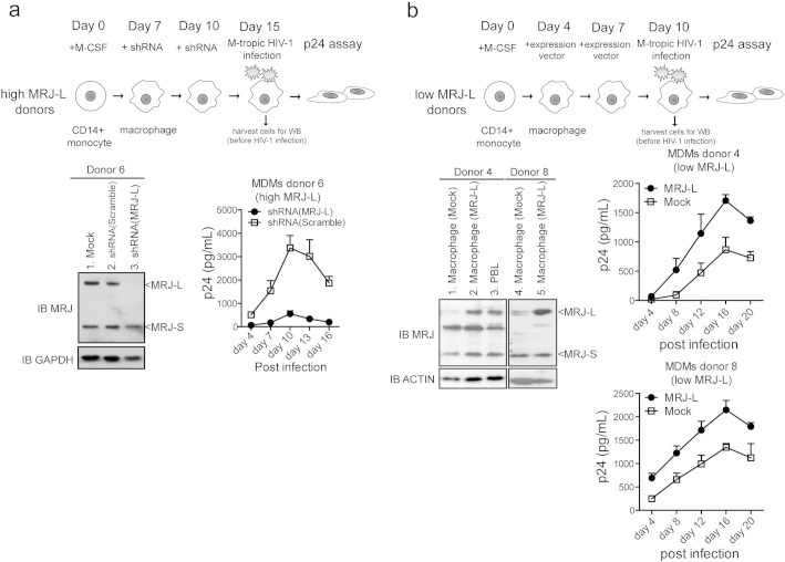 Fig. 4