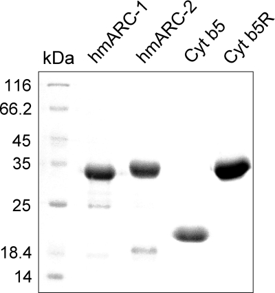 FIGURE 2.