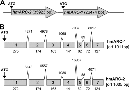 FIGURE 1.