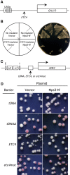 FIGURE 9: