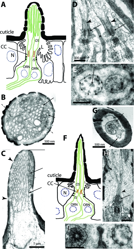 FIGURE 1: