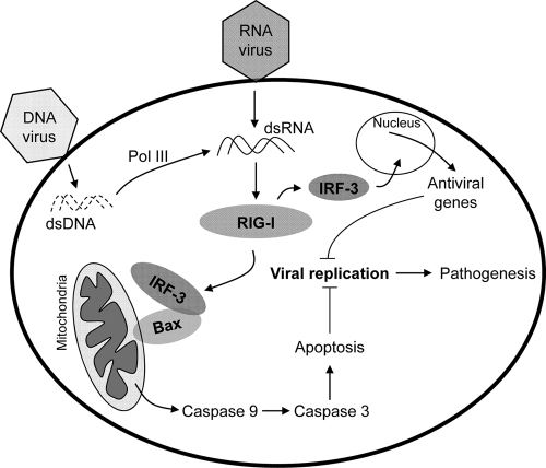 Fig. 10.