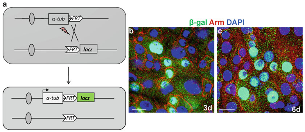 Fig. 3.