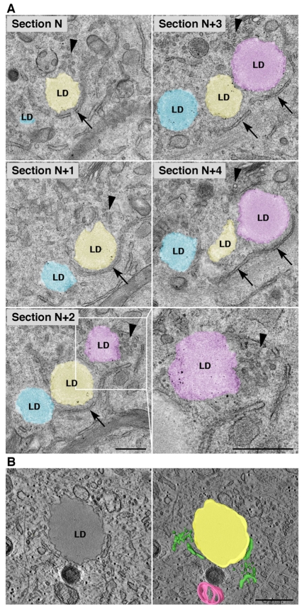 Fig. 6.