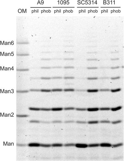 FIG. 2.