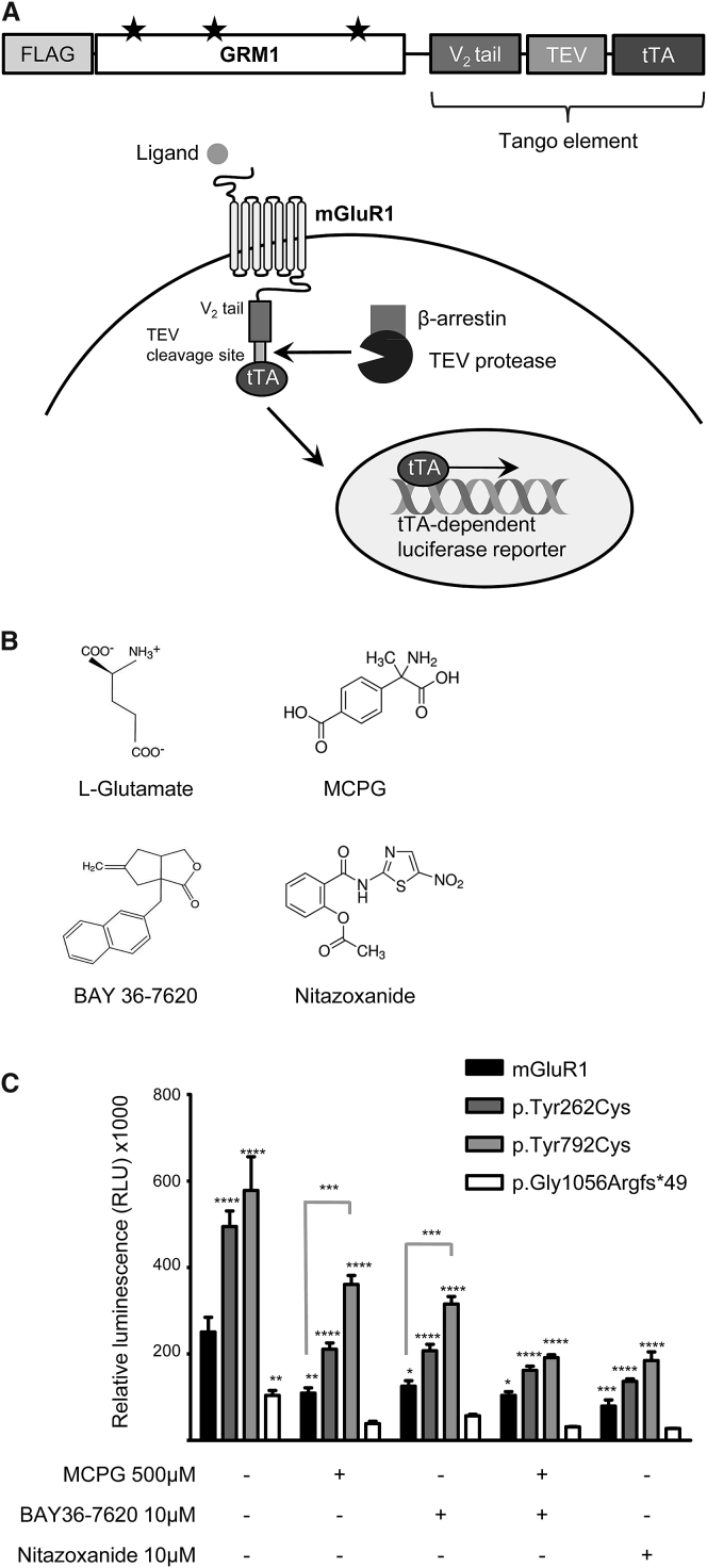 Figure 3