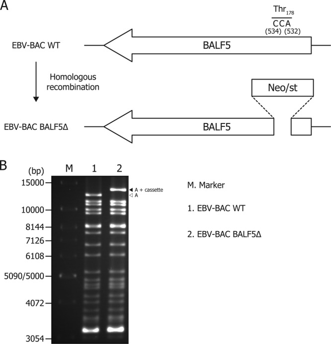 Fig 5