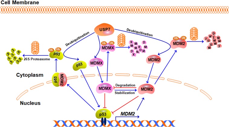 Targeting USP7-Mediated Deubiquitination of MDM2/MDMX-p53 Pathway for ...