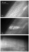 Fig. 10