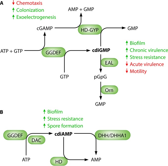 FIG 1