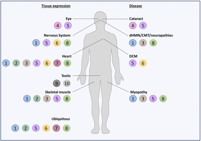 FIGURE 2