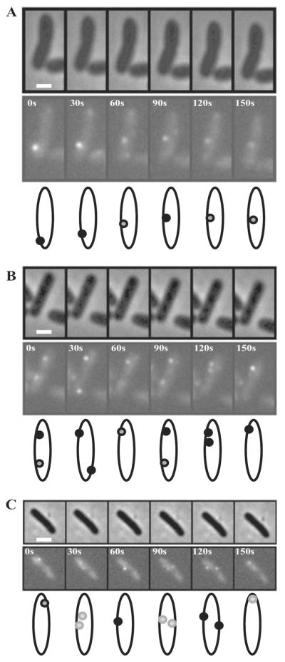 Fig. 8