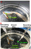 Figure 3: