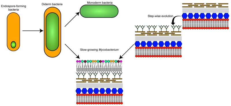 GRAPHICAL ABSTRACT