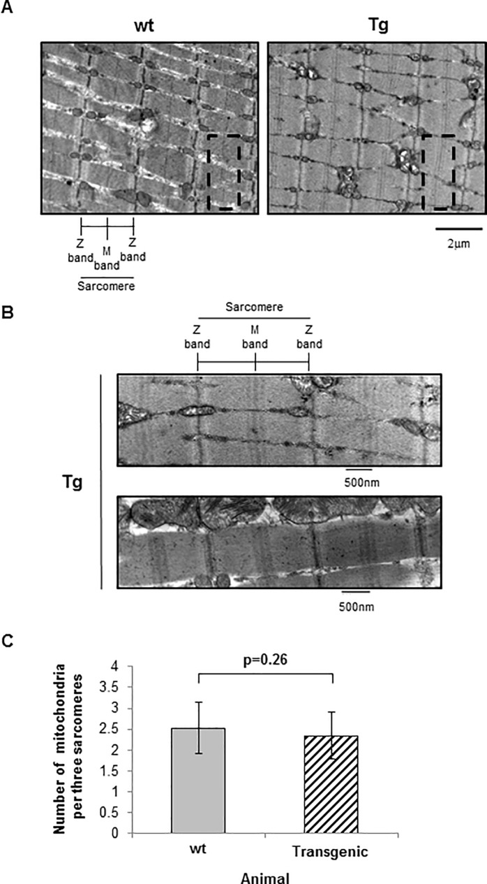 Fig 4