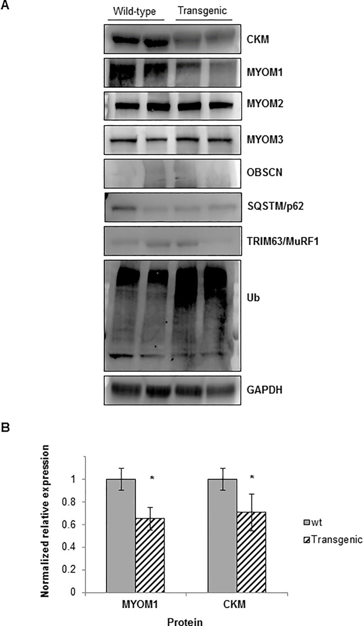 Fig 5