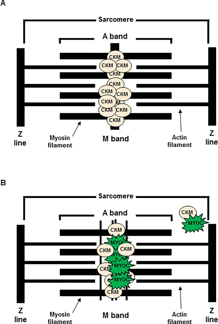 Fig 8