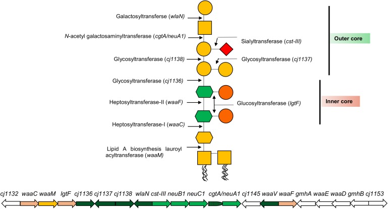 FIGURE 2